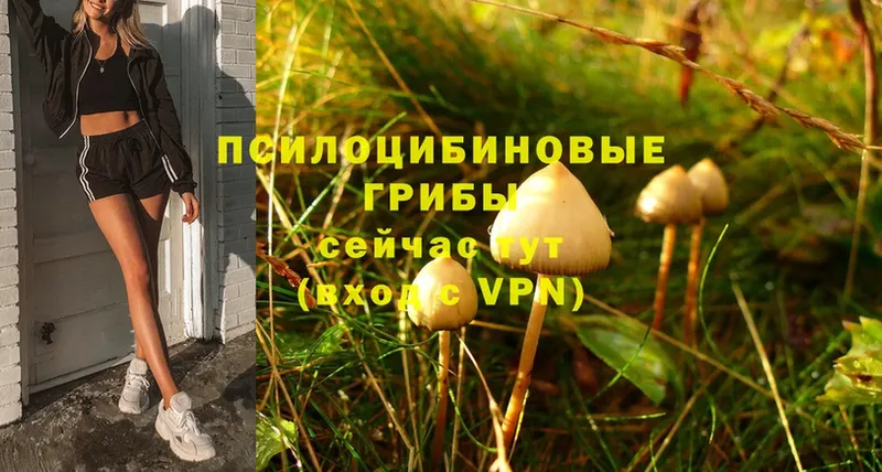 Псилоцибиновые грибы Psilocybe  Краснослободск 